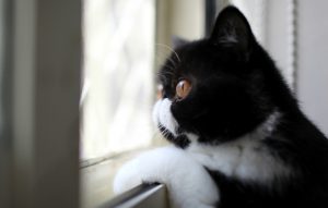 Диктант ''Котик'' (30 слів)