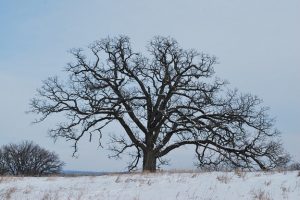 Диктант ''Дуб'' (64 слова)